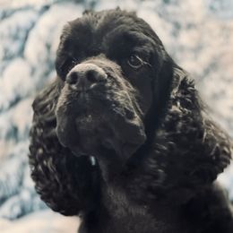 Hamilton - Cocker Spaniel