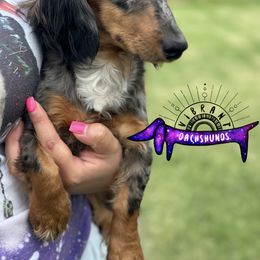 Eclipse - Dachshund