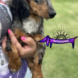 Eclipse - Dachshund