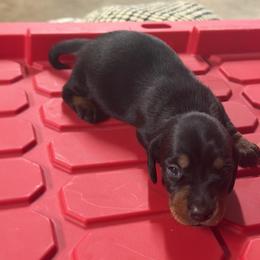 Sonny - Black and tan male Dachshund puppy in Birchtree, Missouri from Cruzan Dachshunds