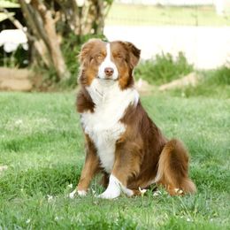 Carla - Miniature American Shepherd