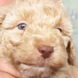 Elizabeth Bennett - Jane Austen litter - Caramel ice female Labradoodle puppy in Phelan, California from Family Doodles