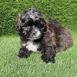 Cockapoo Puppies from Puppie Poos 4 U