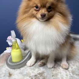 Bourbon - Pomeranian