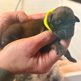 Boy 7 - Wheaten male Soft Coated Wheaten Terrier puppy in Fowler, Ohio from Warzalas wheatens