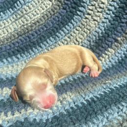 Butterscotch - Red male Dachshund puppy in Yucaipa, California from Motorhead Dachshunds