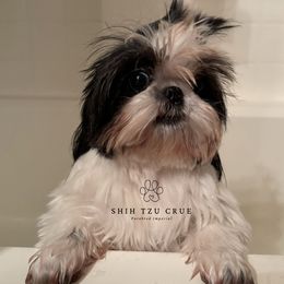 Belle - Shih Tzu