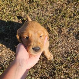 Camambert - Golden male Golden Retriever puppy in Dayton, Minnesota from Akoya Kennels