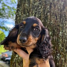 Rudy - Black and tan male Dachshund puppy in Maidsville, West Virginia from L&B Lowriders