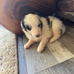 Blue Merle Girl - Blue merle white and tan female Shetland Sheepdog puppy in Shirley, Arkansas from Lucky Pups