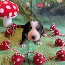 Lucky Day - Black rust and white female Bernese Mountain Dog puppy in Marion, Indiana from Zarah's Bernese Mountain Dogs
