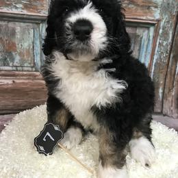 Bernedoodle Puppies from Montanas Mountain Bernedoodles