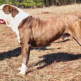 Alapaha Blue Blood Bulldog All Grown Up from Chop Top Alapahas