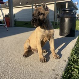 Cane Corso Puppies from Bayou Cane Corso