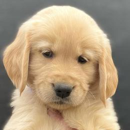 Girl 3 - Golden Retriever puppy from Bear State Goldens