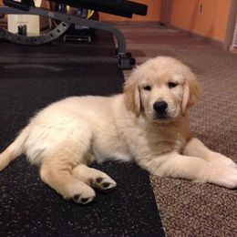 Golden Retrievers from Rachel Wulffenstein