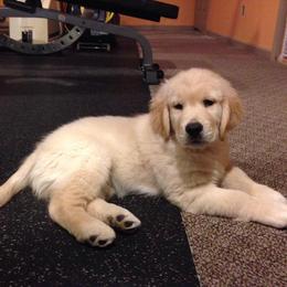 Golden Retrievers from Rachel Wulffenstein