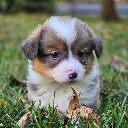 Boy 1 - Sable male American Corgi puppy in Tallahassee, Florida from Koko's Korgis