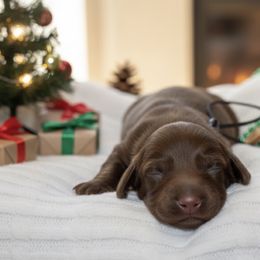 Marley - Chocolate male Dachshund puppy in Mesa, Arizona from Dach Army LLC