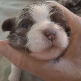 Girl 2 - Gold and white female Shih Tzu puppy in Lake Worth, Florida from Shih Tzu Cottage