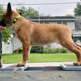 Belgian Malinois Puppies from Pyrex Kennels