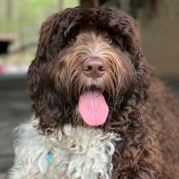 River - Australian Labradoodle