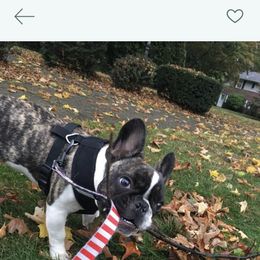 French Bulldog Puppies from Bleu Rock French Bulldogs