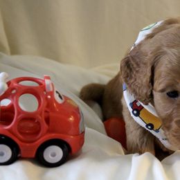 Bernedoodle, Goldendoodle, and Poodle Puppies from Raintree Standard Poodles & Mini Doodles