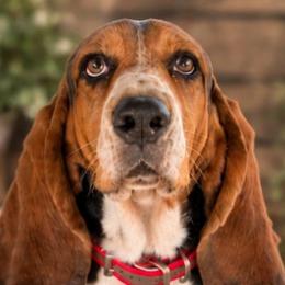 Tara - Basset Hound