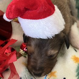 Chase - Sable and white male Shetland Sheepdog puppy in Kerville, Texas from Cedar Hill Kennels