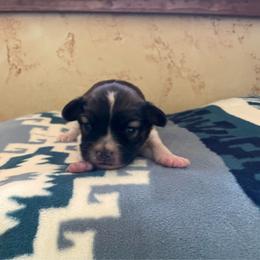 Boy 2 - Red white and sable male Papillon puppy in Glasford, Illinois from Sass*A*Frass Papillons