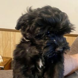 Baby Girl - Black and white female Havanese puppy in Kerrville, Texas from The Happy Havanese