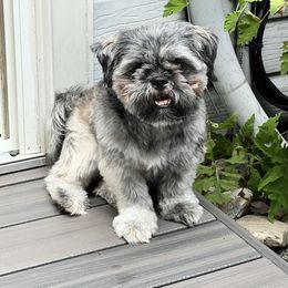 Ziggy - Shih Tzu