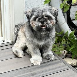Ziggy - Shih Tzu