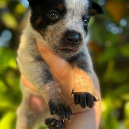 Hank - Blue male Australian Cattle Dog puppy in Surprise, Arizona from Copper State Cattle Dogs