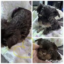 Chocolate  boy yellow - Tan and white male Yorkshire Terrier puppy in Tulsa, Oklahoma from Yorker Puppy Palace