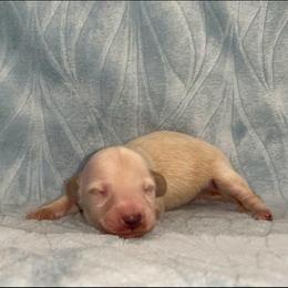 Alvin - Cream male Dachshund puppy in Pilot Point, Texas from Diamond B Doxies