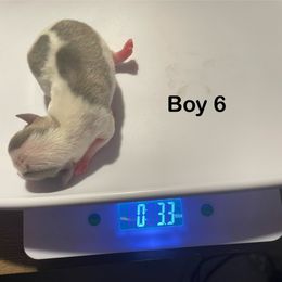 Chihuahua Puppies from Karolina Kennels