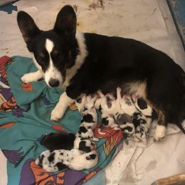 Skylar - Cardigan Welsh Corgi