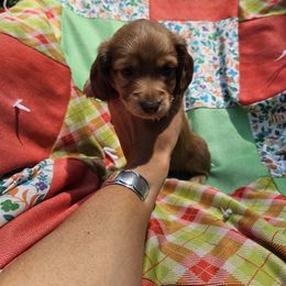 Dachshund Puppies from Boot Scootin Pups