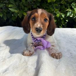 Polly - Piebald female Dachshund puppy in Temecula, California from Naomi Magee's Dachshund Kennel