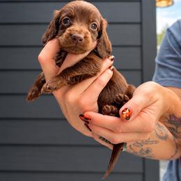 Independence - Chocolate male Dachshund puppy in Hermiston, Oregon from The Wanderin’ Doxie