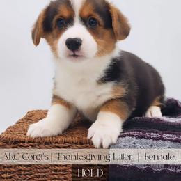 Pumpkin Pie - Black and tan female Pembroke Welsh Corgi puppy in Pine Village, Indiana from NL Horsemanship