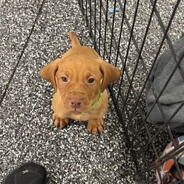 Vizsla Puppies from Nicole Lanie's Viszla