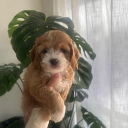Female 4 - Buff and white female Cockapoo puppy in Sacramento County, California from Sac-Town Poodles and Doodles