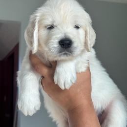 Girl 5 - Light golden female Golden Retriever puppy in Roca, Nebraska from Oak Haven Goldens