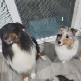 Shetland Sheepdog puppies from Terri  Riley