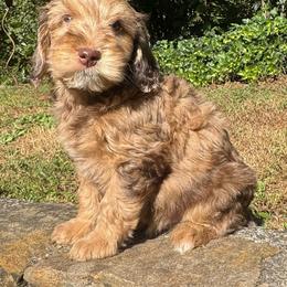 Tigger - Merle male Goldendoodle puppy in Hendersonville, North Carolina from Kim's Cove