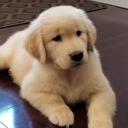 Golden Retrievers from Sea Air Goldens