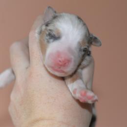 Alibi - Blue merle male Miniature Australian Shepherd puppy in Gatesville, Texas from Southern Promise Aussie’s